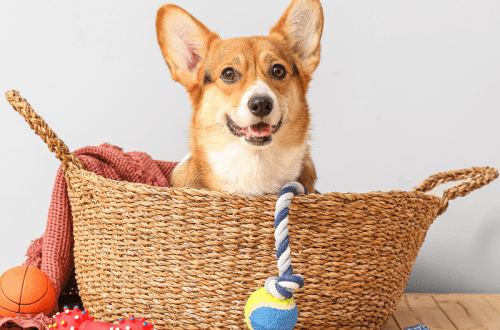 useful dog essentials