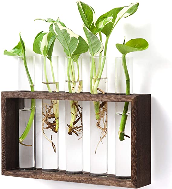 Hanging Glass Terrarium | Mother's Day Gift Ideas to Spoil Her